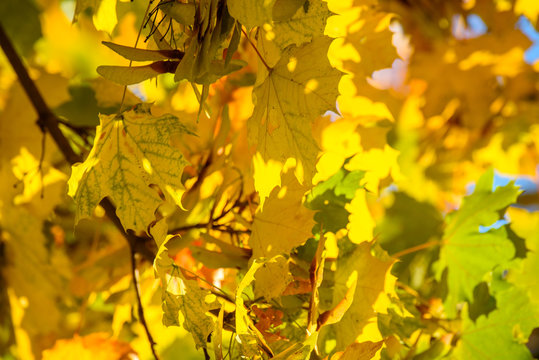 Beautiful autumn image - closeup of amazing yellow leaves, lit by the rays of the rising sun. Gentle warm tones, great seasonal feel, abstract autumnal beauty.