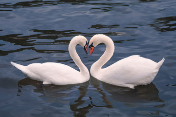 Two swans on the lake