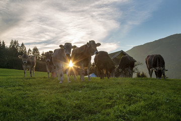 Obraz premium Allgäu - Kühe - Abendsonne - Stimmung - Herbst