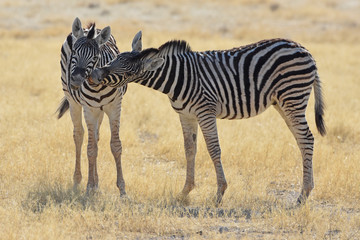 Steppenzebras (Equus quagga) im Etosha Nationalpark (Namibia)