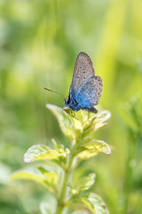 Butterfly on mint leaves. Macro photography