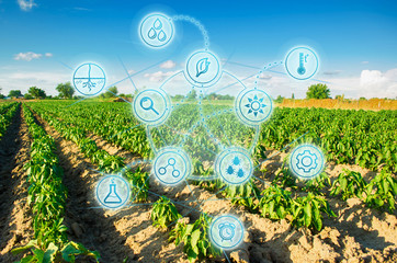 Modern farming. field of vegetables on a sunny day. Fresh green greens. Innovations and...