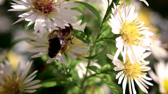 bee on flowers collecting pollen macro closeup