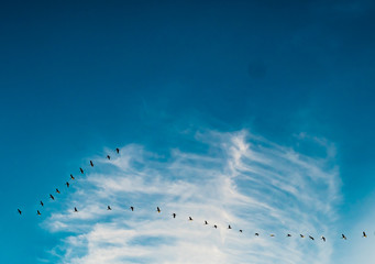 Zugvögel am Himmel 