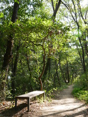 햇살이 비치는 숲길의 벤치