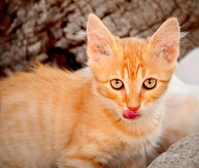 Fototapeta premium Katze