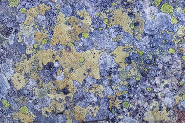 .moss grows on the stone, microorganisms mold, textured old stone, texture background
