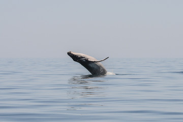 Fototapeta premium Breaching Humpback