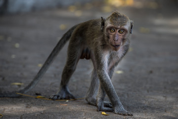 a young monkey