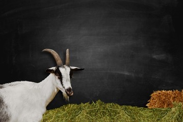 Ziege vor Tafel Hintergrund