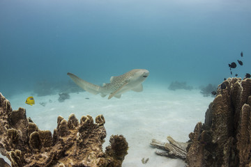 Leopard Shark Free Swims