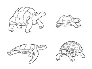 Tortoise and turtle in outlines - vector illustration