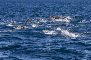 Dolphins Fleeing
