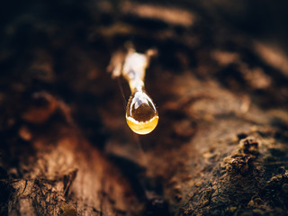 Resin of wood
