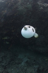 Pufferfish All Puffed Up © Jana