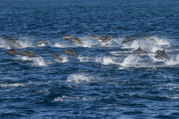 Obraz premium Dolphins Jumping 