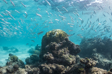 The Ocean