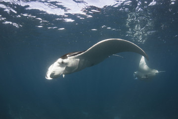 Manta Maddness