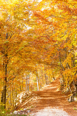 Obraz premium Autumn mountain landscape