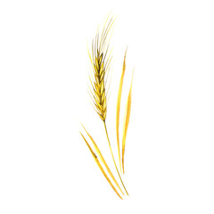 Fototapeta premium Watercolor spikelets of rye product illustration. Painted isolated natural food on white background