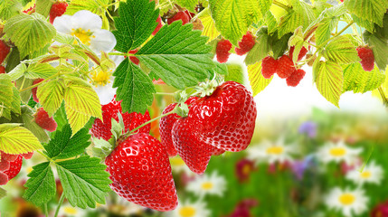 tasty fresh strawberries