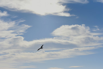 Fototapeta premium seagull flying, on a cloudy blue sky day.