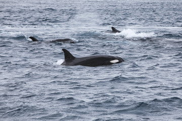 Orcas Hunt