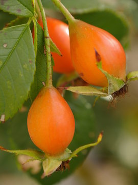 Helenae Bilder Durchsuchen 160 Archivfotos, und Videos