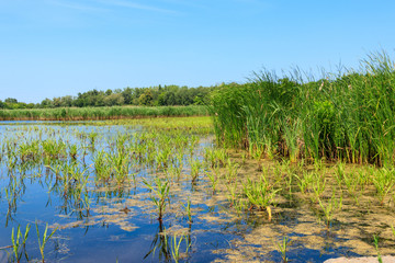 View of lake overgrown with bulrushes on summer