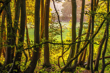 Autumn sunset glow in Fore Wood, Crowhurst, East Sussex, England