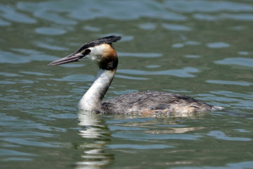 Great Crested Grebe - Podiceps cristatus, Pamvotis Lake, Ioannina, NW Greece 