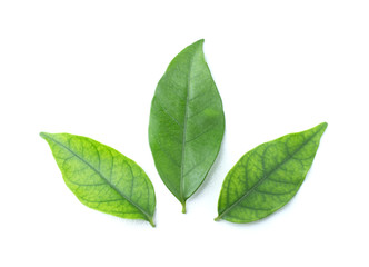 Green leaf isolated on the white background