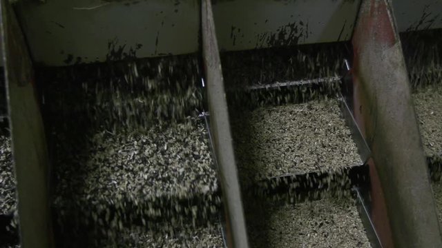 Sunflower seed processing at the factory