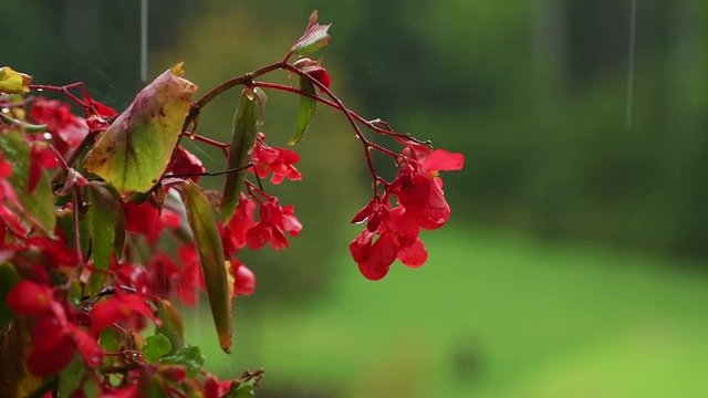 Red impatiens flower on green background in rain, red balcony flowers, background out of focus, rain drops falling on petals and splatter all around