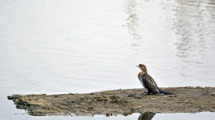 A globally threatened Pygmy Cormorant (Microcarbo pygmaeus), Greece 