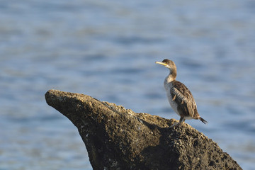 European shag or common shag (Phalacrocorax aristotelis), Crete 