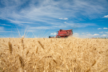 combine harvester mowing grain