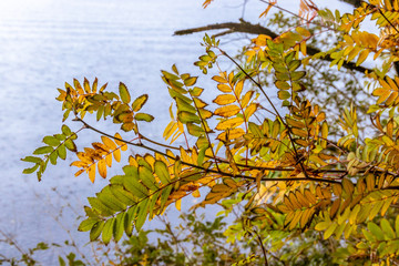autumn leaves against blue sky
