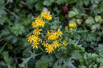 yellow flowers in the garden