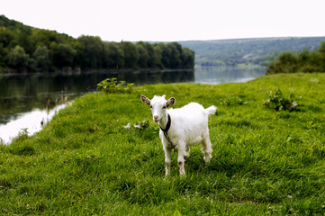 Obraz premium goat grazing on the banks of the river