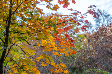 autumn leaves on tree