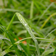 dew on grass