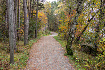 road in the forest