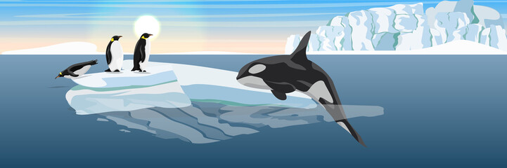 A large killer whale jumps out of the water onto the ice floe. Hunting for penguins. The glacier and the ice-break from it, floating in the dark cold sea. Vector landscape of the Antarctic.