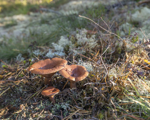 Wild mushrooms in pine forest.