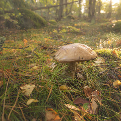 Wild mushrooms in pine forest.