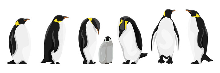 A set of realistic imperial penguins in different poses. Adult birds and chicks. Vector illustration, isolated on white background. - obrazy, fototapety, plakaty