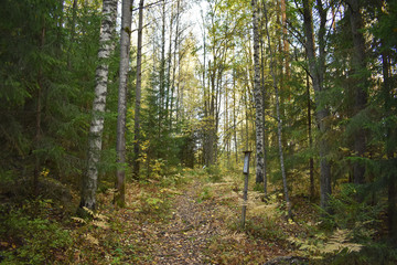 Fototapeta premium Into the woods in autumn and learning something new. Signs which tell something about what's within that area of the forest was put to guide and inform the hikers.