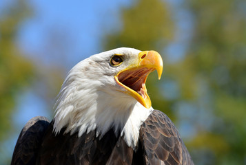 Obraz premium Portrait of a Bald Eagle (Haliaeetus Leucocephalus) 