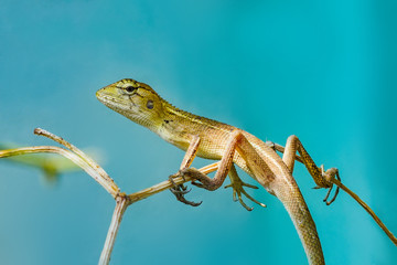 Chameleon on a branch. Green nature background.